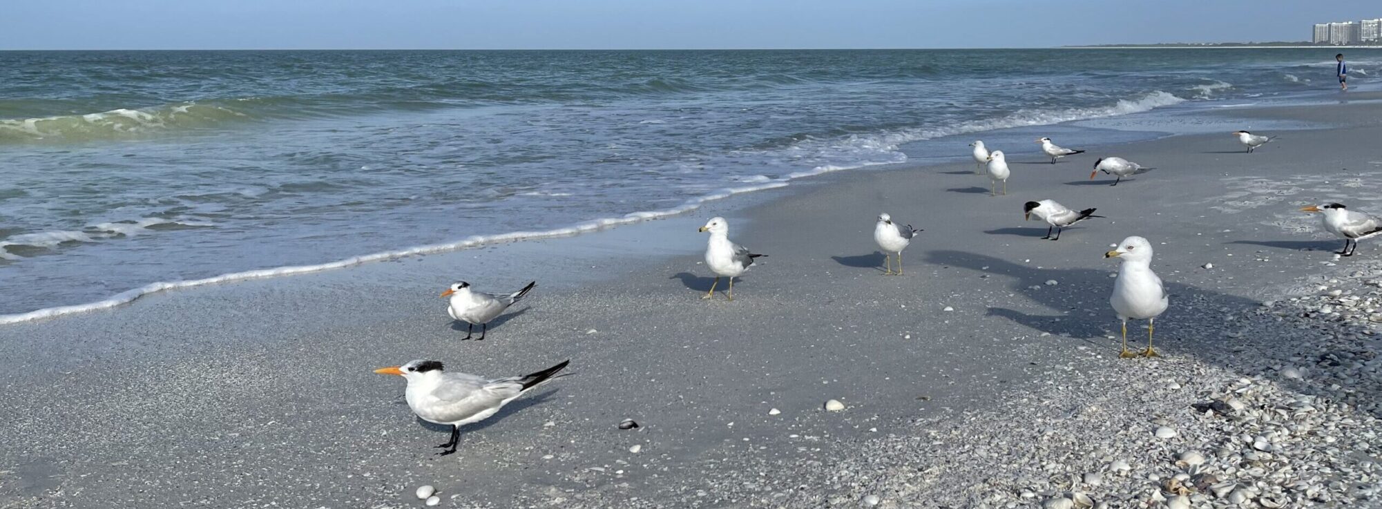 From Knight In Shining Armor To Unrecognizable Monster